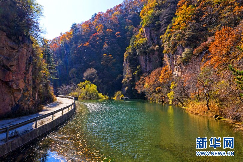 山西：“醉”美秋色 七里峪山巔藏異彩