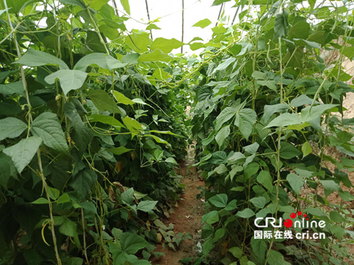 【供稿】【即時新聞】【移動版】【CRI看山西-列表】【三晉大地-大同】【首頁標題】400余棟蔬菜大棚助力大同馬家皂鄉産業振興【內容頁標題】大同市天鎮縣馬家皂鄉：發展設施農業 助力産業振興