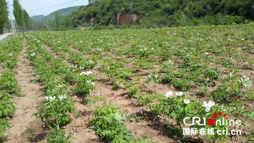 原創【CRI看山西-列表】【三晉大地-晉城】【首頁標題】晉城市樊村河鄉：多措並舉推進脫貧攻堅工作 【內容頁標題】晉城市樊村河鄉：特色農業促進全村增收 上下聯動助力脫貧攻堅