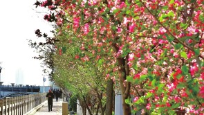 山西呂梁濱河路沿線的海棠花次第開放 嬌艷欲滴