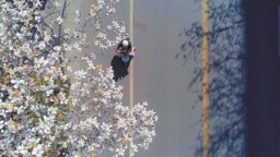 長治市潞州區石頭街：玉蘭花如期綻放