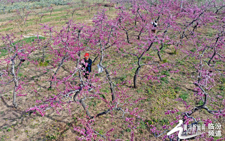 山西襄汾：桃花灼灼迎春開