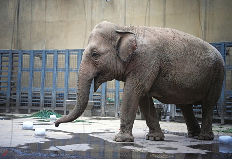 太原動物園 夏日“冰蛋糕”特供_fororder_大象