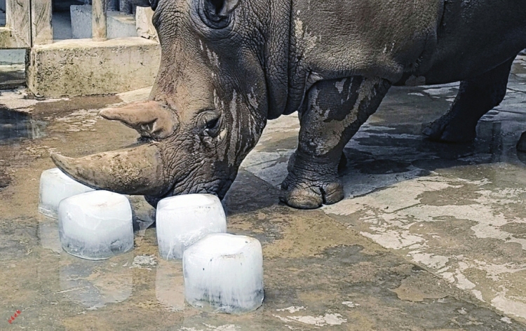 太原動物園 夏日“冰蛋糕”特供_fororder_犀牛