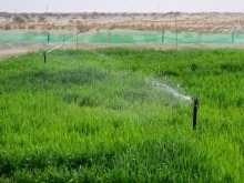新疆糧食單産蟬聯全國第一