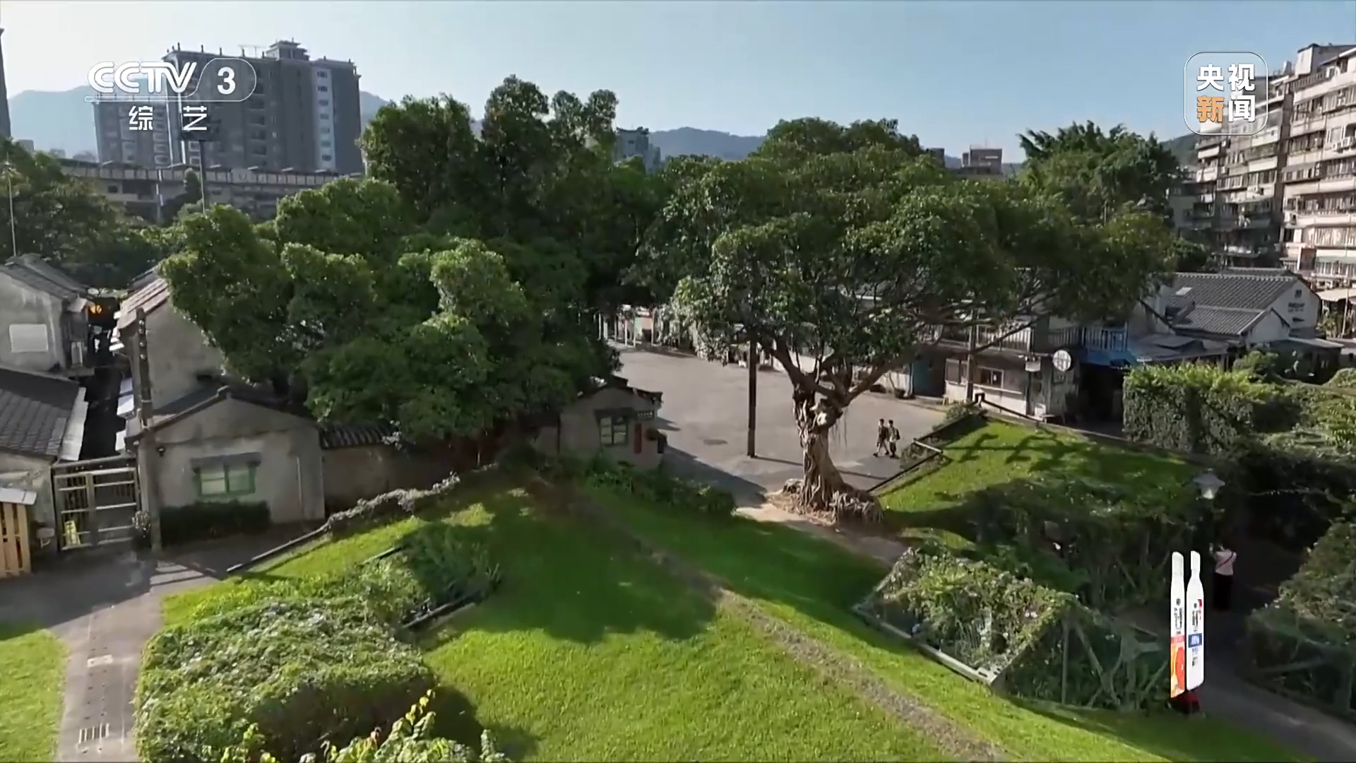 一脈同根 同曲迎春！揭秘春晚歌曲《寶島戀歌》背後的故事