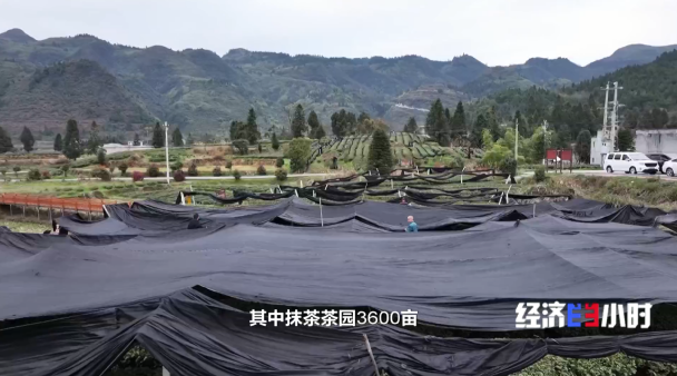 全國四分之一的抹茶産自這裡 探訪“世界抹茶超級工廠”