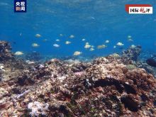 國際銳評丨菲方所謂“抗議”恰恰證明中方對黃岩島生態保護合理合法