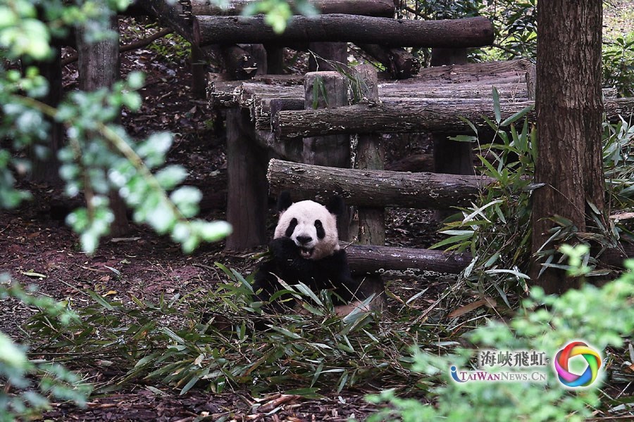 台灣青年：我們都愛大熊貓_fororder_圖2