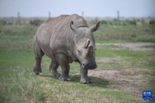 肯尼亞：探訪世界僅存的兩頭北方白犀牛