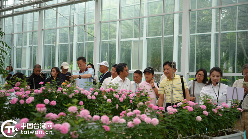 臺商話玉溪：高原農業“種草”現場 兩岸經貿“致富”密碼