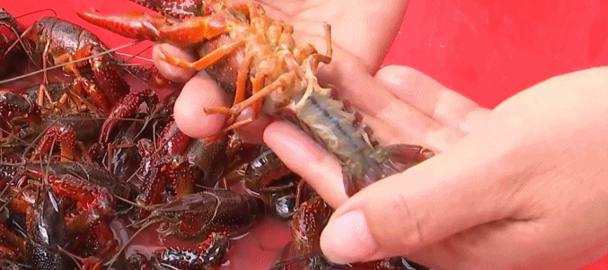 沙漠裏也能養螃蟹？一大批“沙漠海鮮”正在上市→