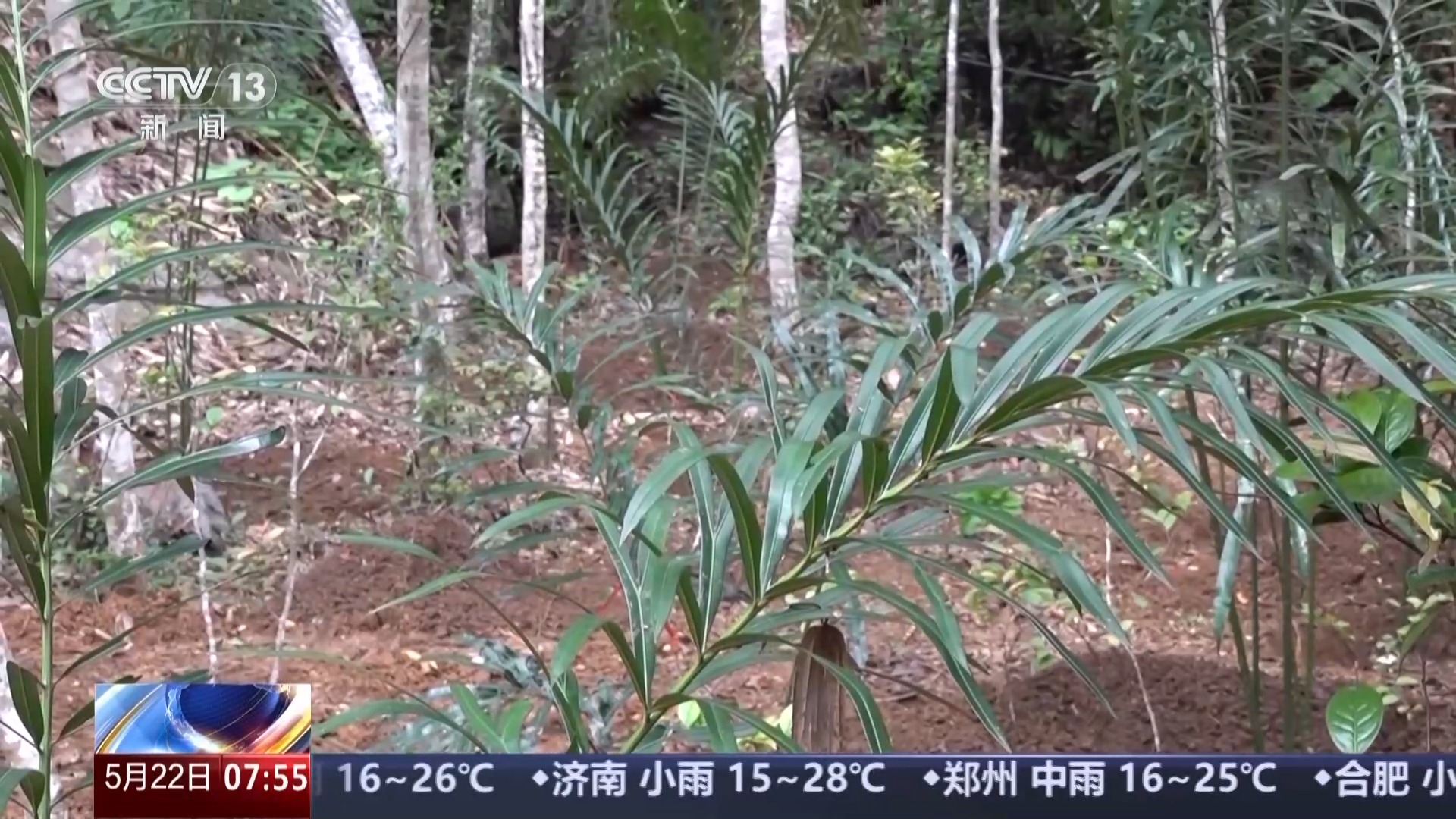 中國生物多樣性保護成效如何？這份“成績單”亮了