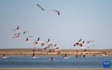 哈薩克斯坦：春季遷徙中的火烈鳥