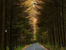 台灣自媒體人點讚四川光霧山絕美秋色 台灣自媒體人點讚四川光霧山絕美秋色