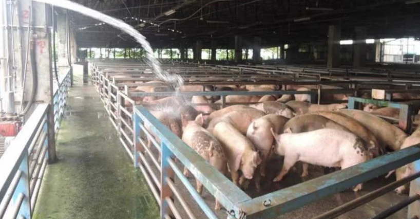 島內非洲豬瘟爆發引食安疑慮 超六成臺網友表示擔心