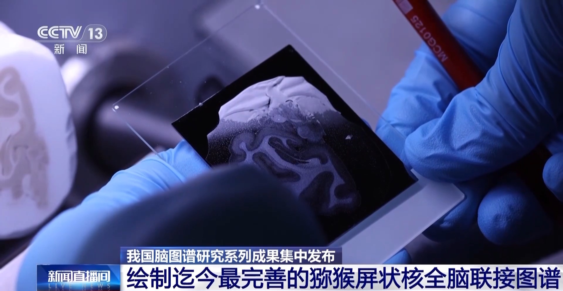 中國腦圖譜研究系列成果集中發佈 珍貴數據供國內外學者研究