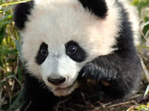 大熊貓國家公園的糰子們和朋友的六一“趴梯”正式開啟_fororder_大熊貓fin1