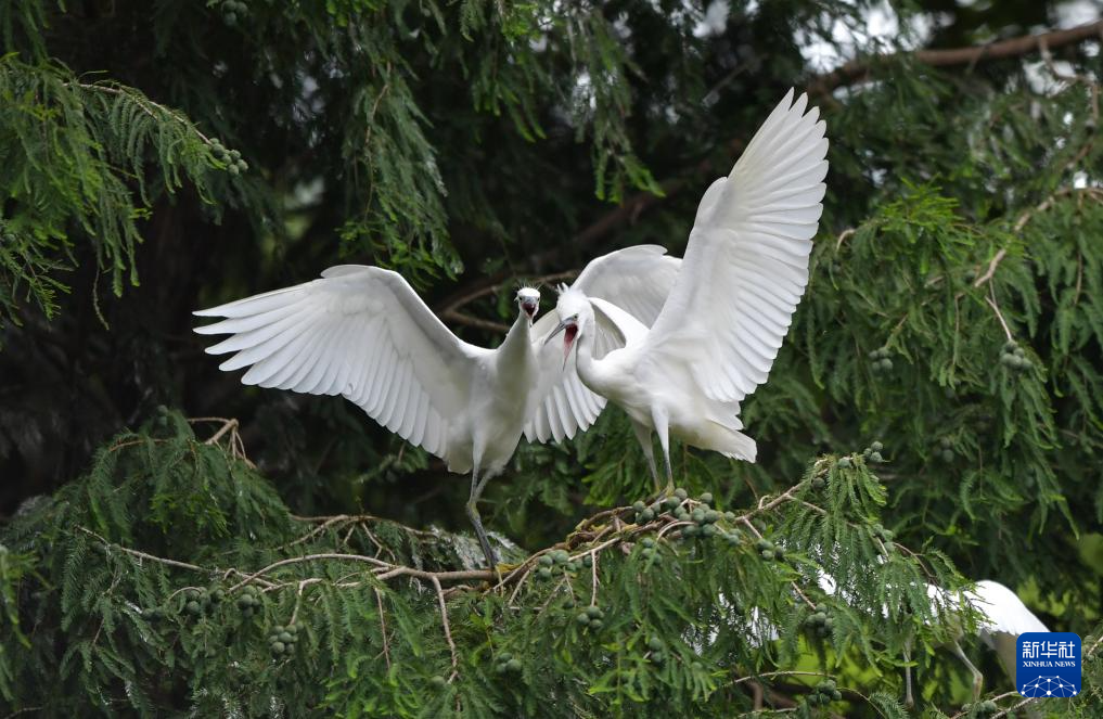 滇池濕地 鷺鳥樂園