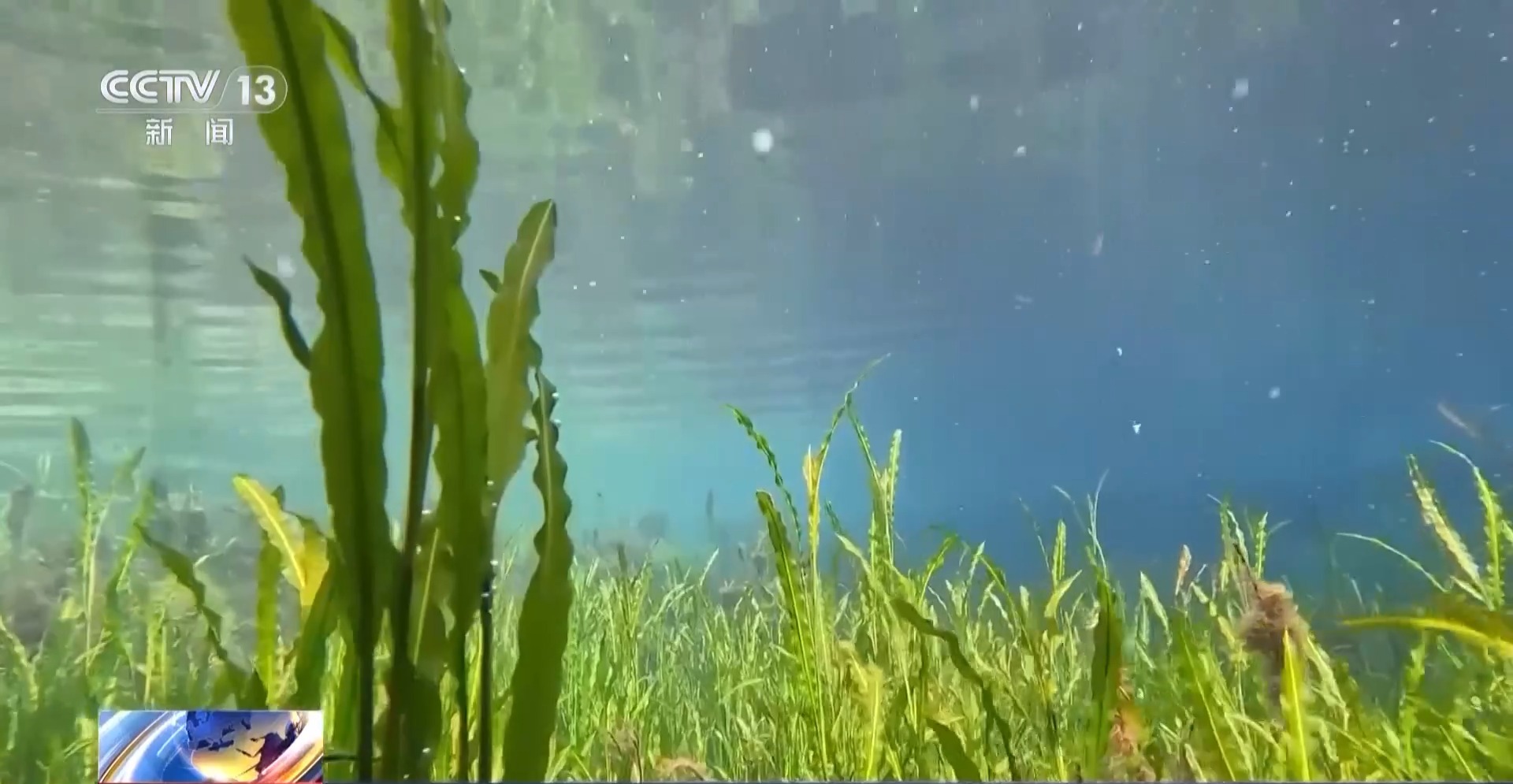 中國生物多樣性保護成效如何？這份“成績單”亮了