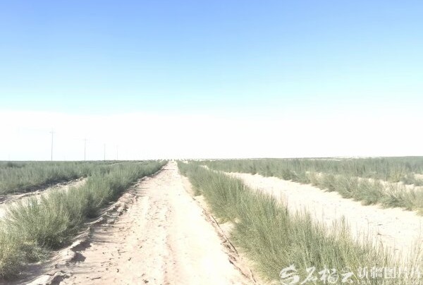 新疆“綠圍脖”又織了938.22萬畝