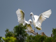滇池濕地 鷺鳥樂園