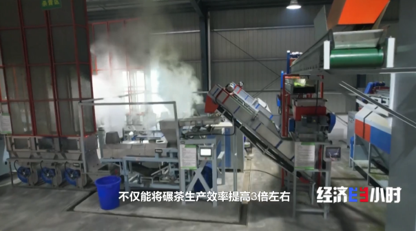 全國四分之一的抹茶産自這裡 探訪“世界抹茶超級工廠”
