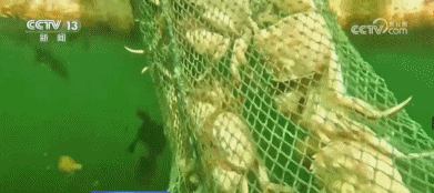 沙漠裏也能養螃蟹？一大批“沙漠海鮮”正在上市→