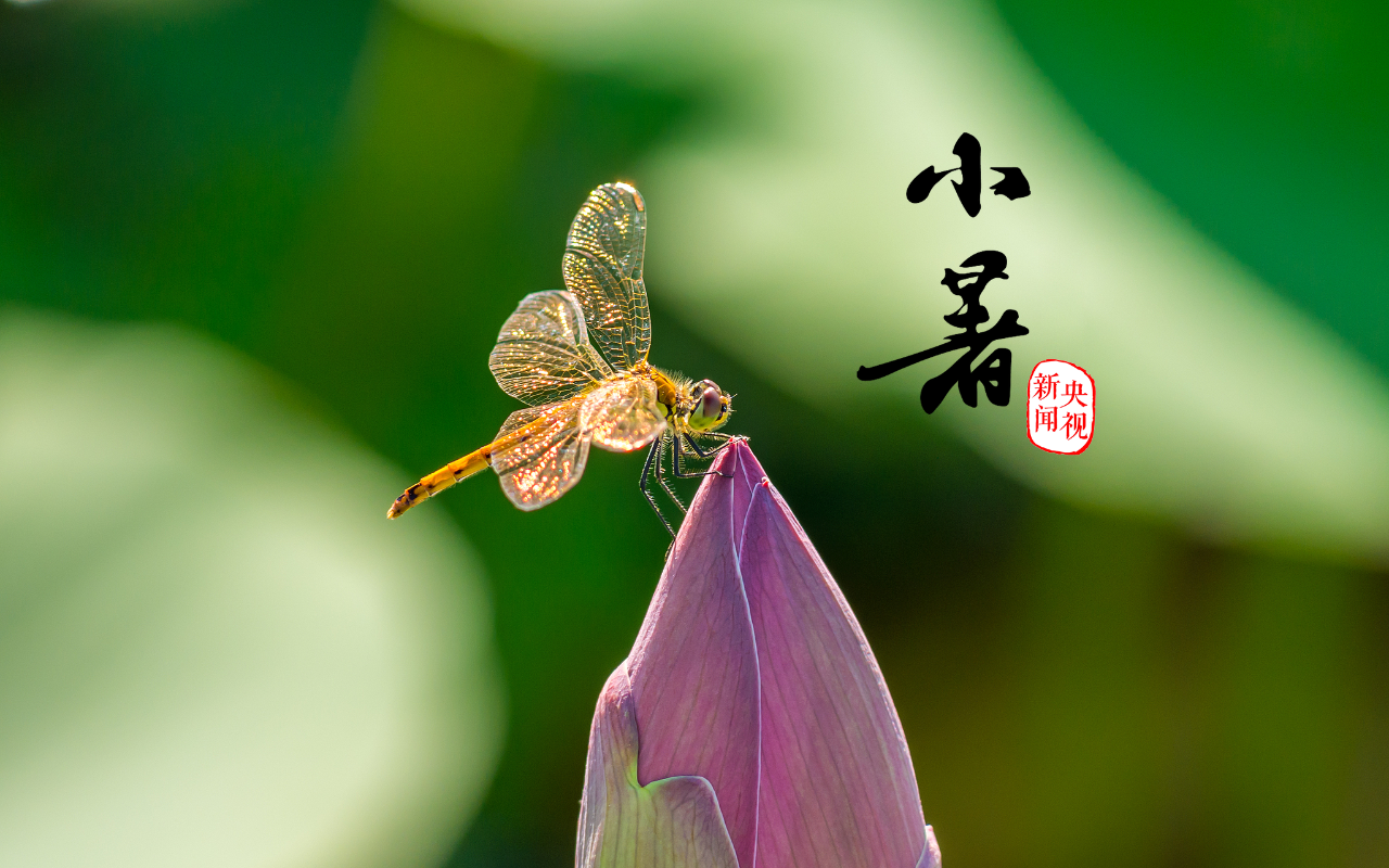 溫風至，小暑來