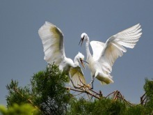 滇池濕地 鷺鳥樂園