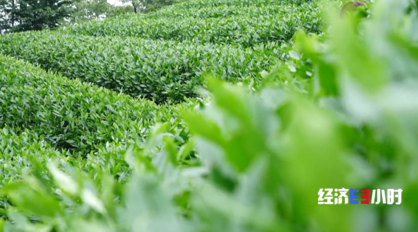 全國四分之一的抹茶産自這裡 探訪“世界抹茶超級工廠”