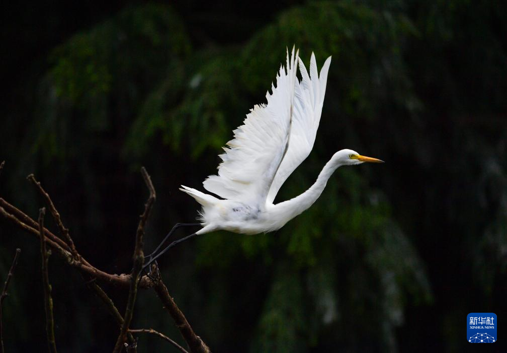 滇池濕地 鷺鳥樂園
