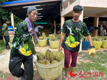 泰國果農感謝中國政府特事特辦促進泰榴蓮通關順暢
