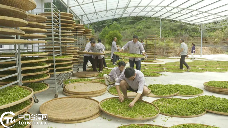 2025年明臺職工美人茶制茶技能競賽在福建大田舉行