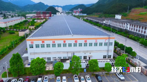 全國四分之一的抹茶産自這裡 探訪“世界抹茶超級工廠”