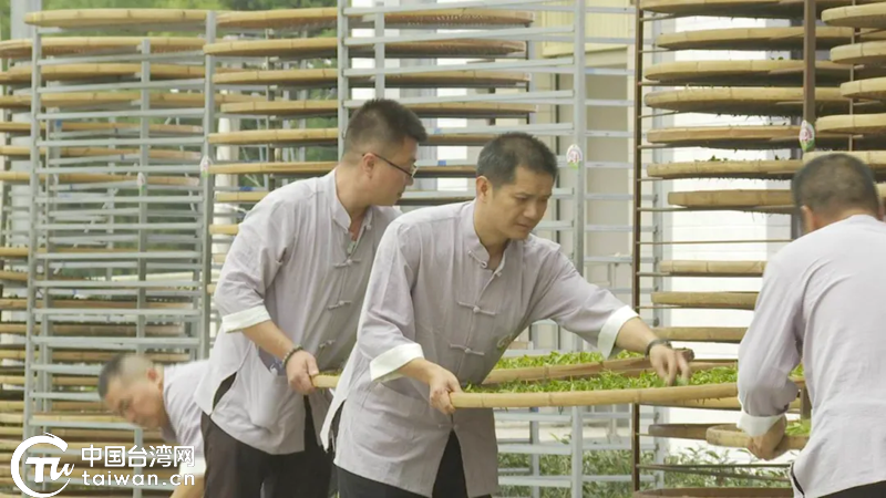 2025年明臺職工美人茶制茶技能競賽在福建大田舉行