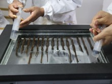 海昏簡牘經文保修複數量更新為5795枚 海昏簡牘經文保修複數量更新為5795枚