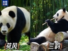 外交部：願與國際合作夥伴繼續在大熊貓等瀕危物種保護領域交流合作