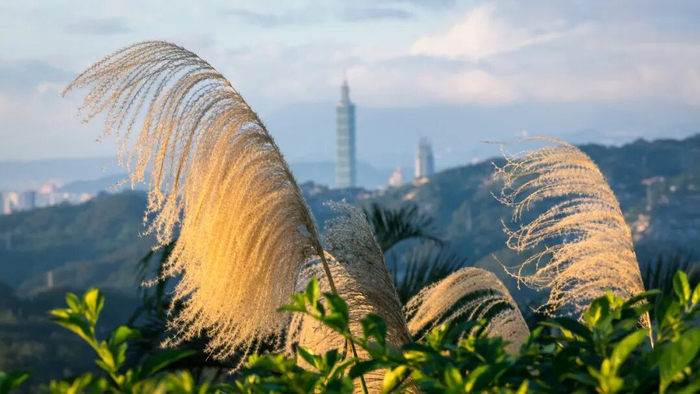 台灣觀眾“我們都愛陳麗君”背後 台灣觀眾“我們都愛陳麗君”背後