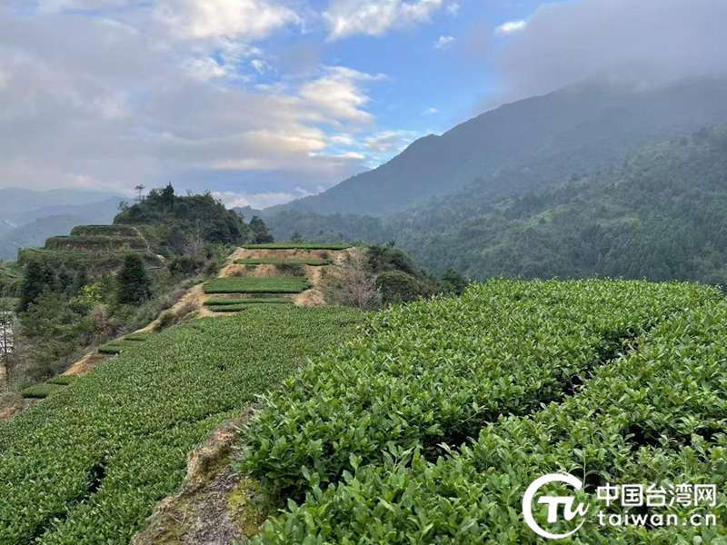 從安溪珍山到阿里山：茶香牽兩岸，共富滿珍山