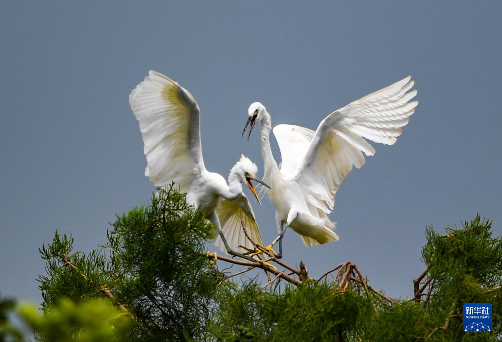 滇池濕地 鷺鳥樂園