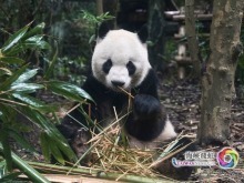 台灣青年:我們都愛大熊貓 台灣青年:我們都愛大熊貓