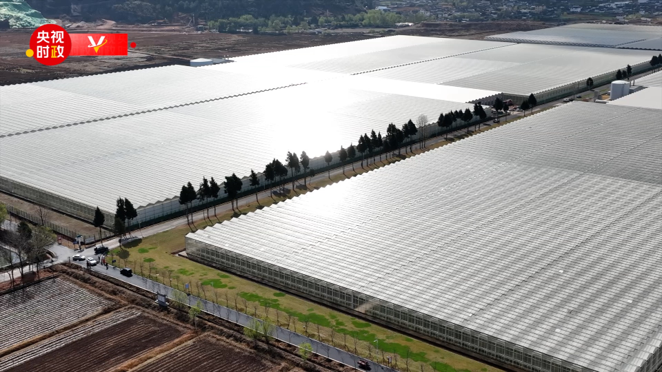 習近平雲南行丨花卉産業促振興——走進麗江現代花卉産業園