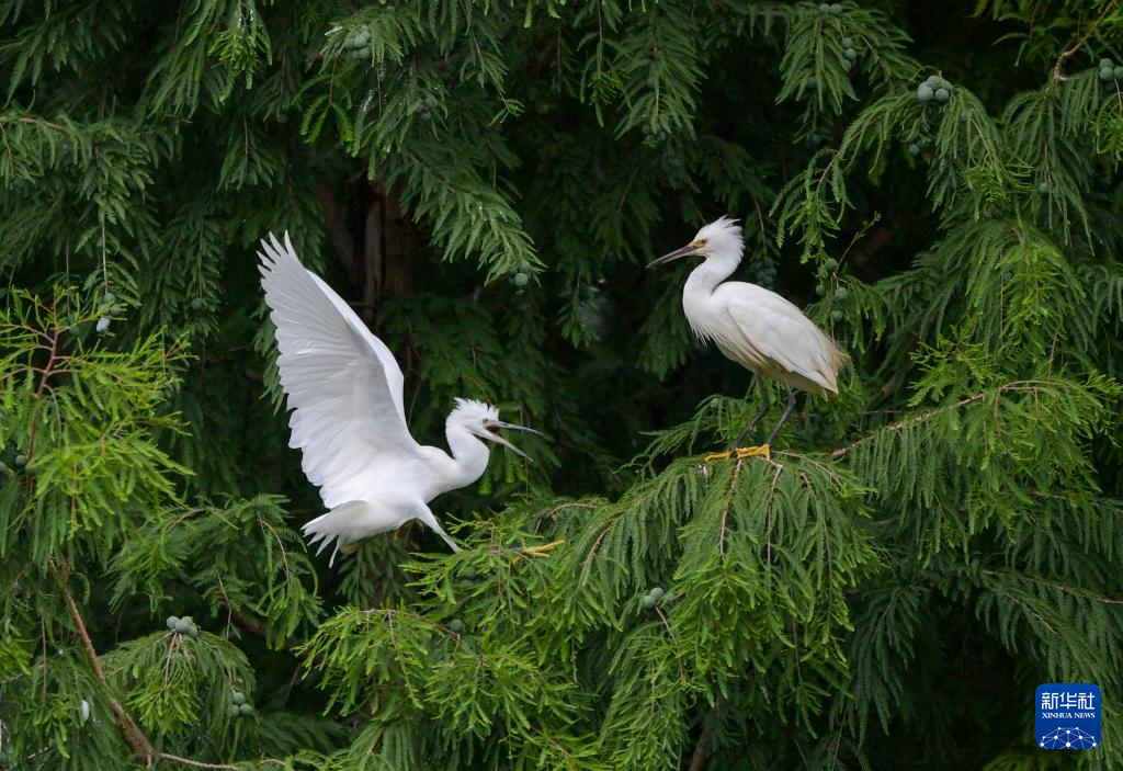 滇池濕地 鷺鳥樂園