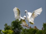 滇池濕地 鷺鳥樂園