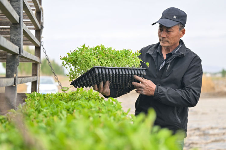 機械化 智慧化 自動化——新疆番茄産業發展一線觀察