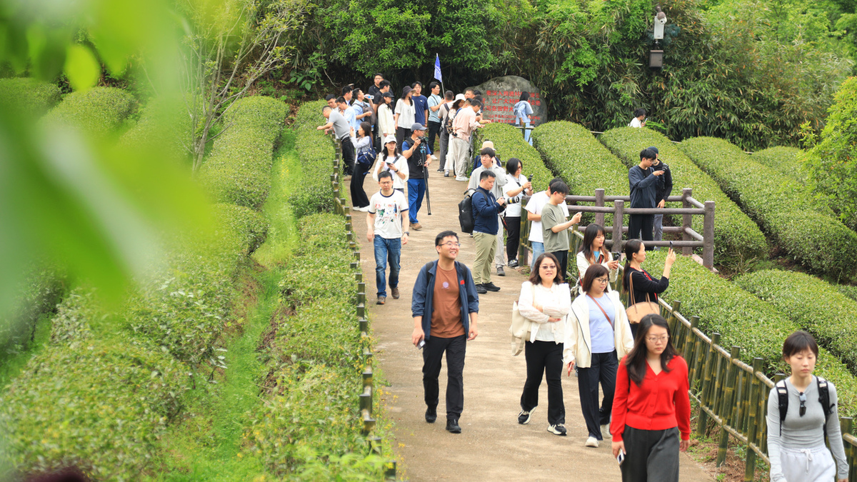 振興路上，南平書寫“三茶統籌”生態答卷