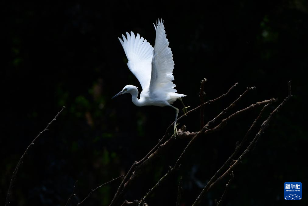 滇池濕地 鷺鳥樂園
