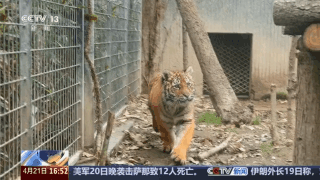 動物園萌力對決 “紅糖”VS“潦草熊”誰更讓你心動？