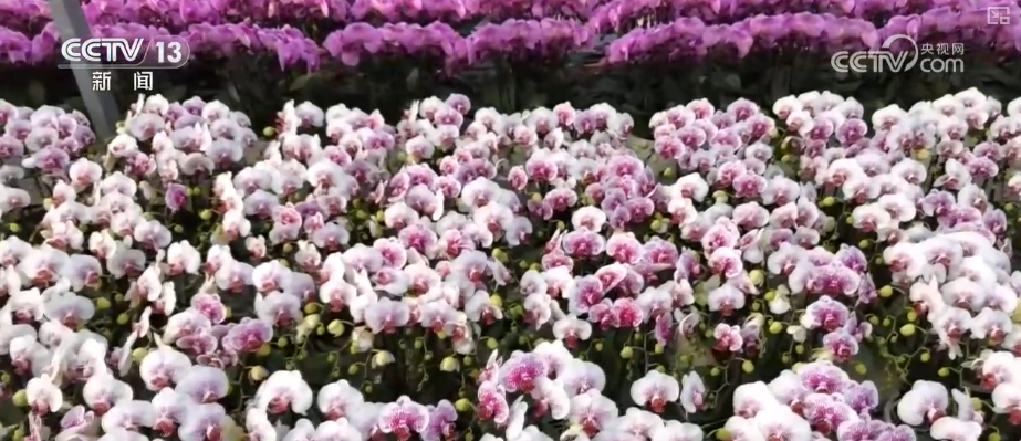 生鮮果蔬、年宵花卉、特色美食齊上陣 節前消費新圖景活力涌動